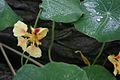 Plattfields Yellowpurpleflower.jpg
