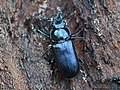 Platycerus caraboides (Linnaeus, 1758)