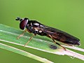 Platycheirus clypeatus (Meigen, 1822)