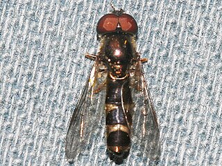 <i>Platycheirus pictipes</i>