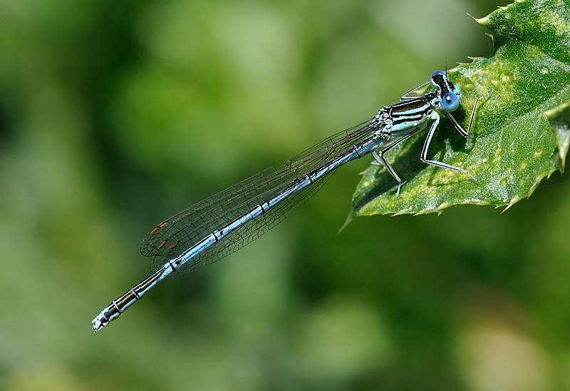 File:Platycnemis pennipes qtl2.jpg