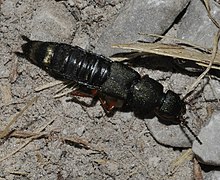 Platydracus-fulvipes-04-fws.jpg