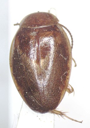 Plectoptera