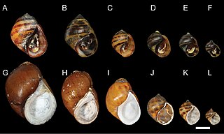 <i>Leptoxis</i> Genus of gastropods