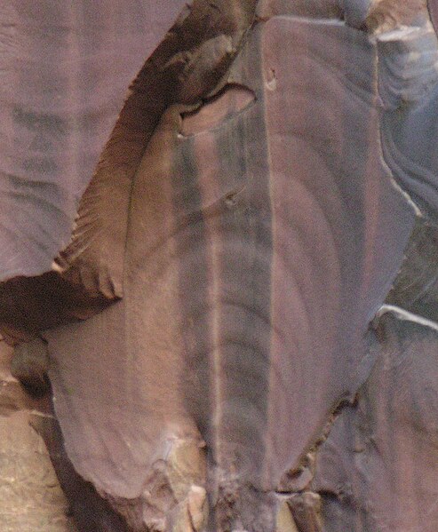 The concentric circles in this sandstone in Arizona are plumose (plume-like) structures that can form during the formation and propagation of a fractu