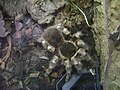 Brazilian whiteknee tarantula