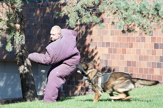 Lenexa Kansas Police Open House, patrol dog demonstration, attack