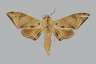 <i>Polyptychus lapidatus</i> Species of moth