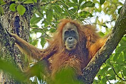 Tapanulio orangutanas (Pongo tapanuliensis)