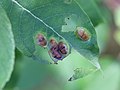 Pontania bridgmanii (Cameron, 1883) on Salix cinerea