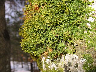 Porellales order of plants