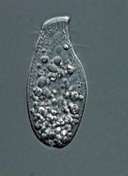 File:Prot euglenozoa stephanopogon apogon L eel pond mass.jpg