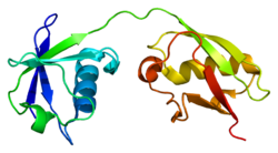 Protein ISG15 PDB 1z2m.png