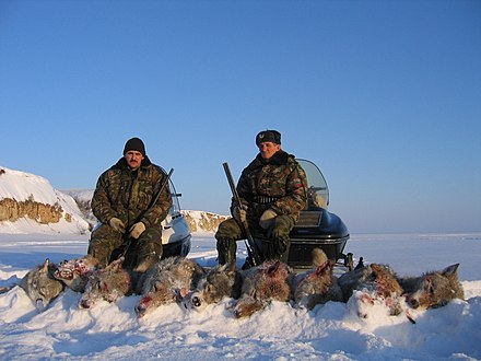 Kur rus. Охота на Волков на. Севере. России. Wolves of Karelia. Есть ли волки в Ленинском районе Волгоградской области.