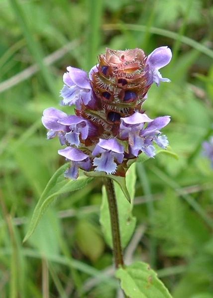 File:Prunella vulgaris1.jpg