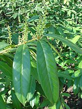 Gerezi-erramua (Prunus laurocerasus)