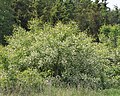 Thumbnail for File:Prunus serotina kz05.jpg