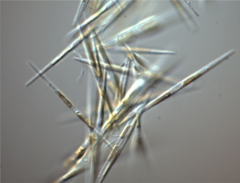The diatom Pseudo-nitzschia granii is a common responder to iron enrichment in iron-limited regions of the ocean Pseudo-nitzschia granii.png