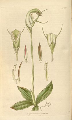 Pterostylis acuminata - Curtis' 62 (N.S. 9) pl. 
 3401 (1835). 
 jpg