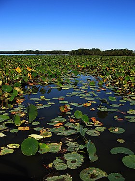 Lake with lily pads