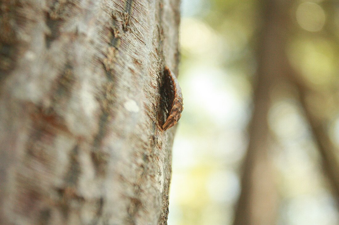 Pyractomena borealis