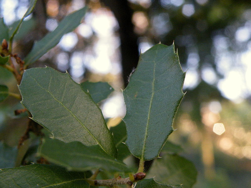 File:Quercus coccifera (7).JPG