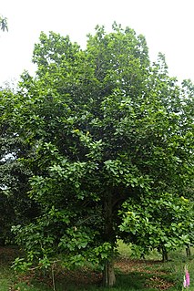 <i>Quercus insignis</i> Species of oak tree