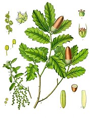 Quercus lusitanica - Köhler–s Medizinal-Pflanzen-253.jpg