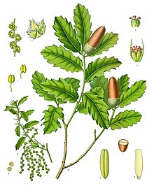 Quercus lusitanica - Köhler – Medizinal-Pflanzen-253.jpg