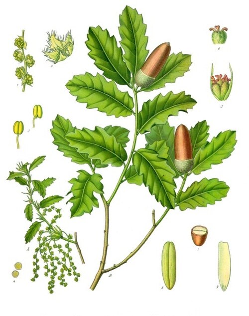 Illustration of Quercus lusitanica showing staminate (left) and pistillate flowers, which mature into acorns (right)