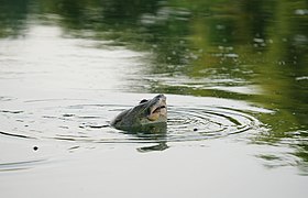 La tortue du lac.