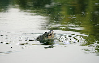 Hoan Kiem turtle