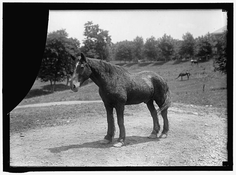 File:RODNEY, ARMY HORSE IN CUBAN WAR. RETIRED AT FORT MYER LCCN2016865249.jpg