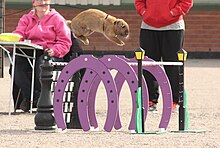 Rabbit jumping over a obstacle at Rabbit Show Jumping Rabbit Show Jumping - Advanced Class.jpg