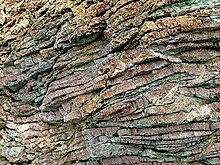 Radiolarian chert outcrop near Cambria, California. Individual beds range from about 2 to 5 cm thick Radiolarian chert, San Simeon state park.jpg