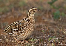 Rain Quail (dişi) .jpg