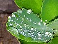 Raindrops in a plant