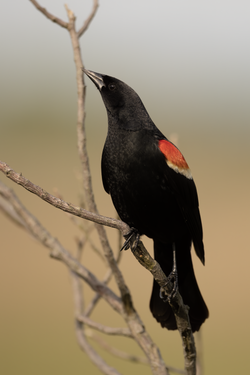 Red-Winged Blackbird.png