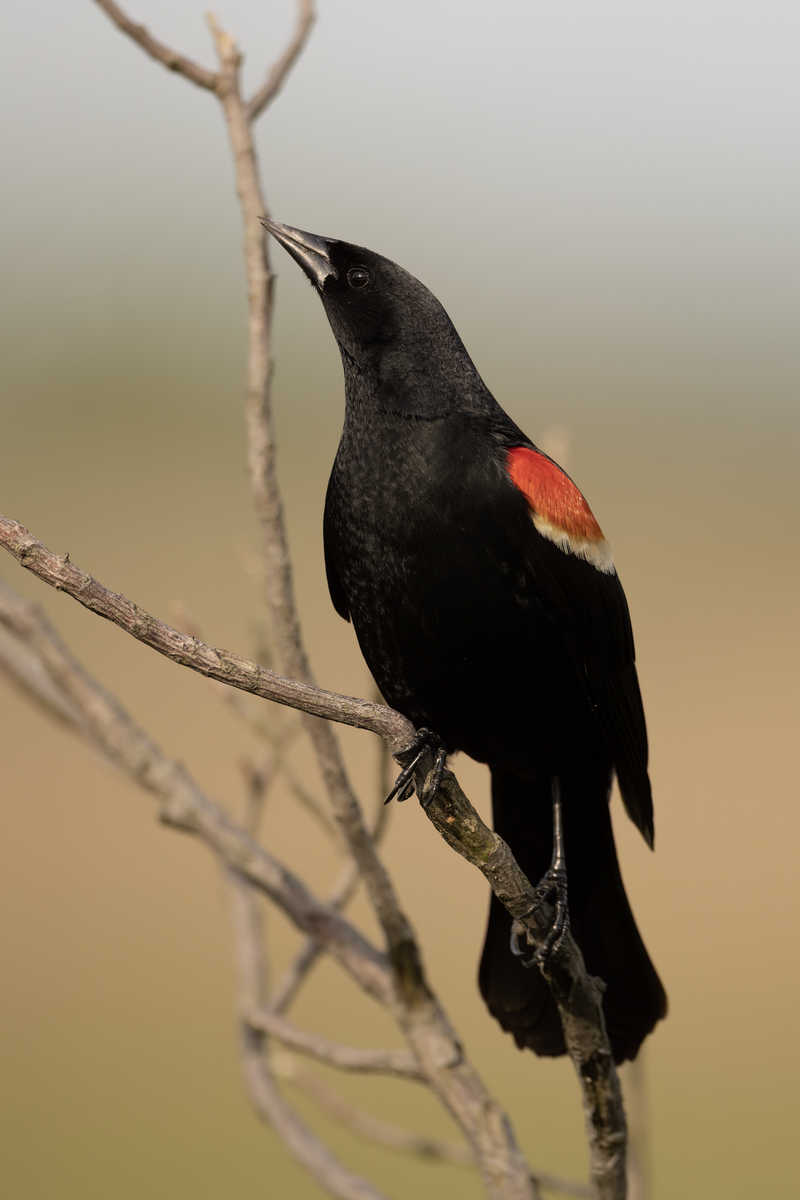 Red-winged blackbird picture