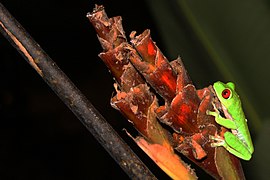 Frog, Red-eyed tree