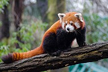 Red Panda (24986761703).jpg