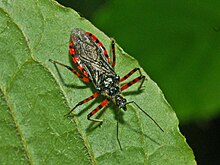 Reduviidae - Sphedanolestes cingulatus.jpg