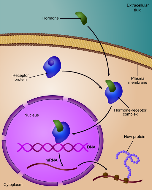 Regulation of gene expression by steroid hormone receptor