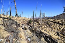 Remnants of the 2003 Aspen Fire