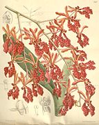 Renanthera storiei