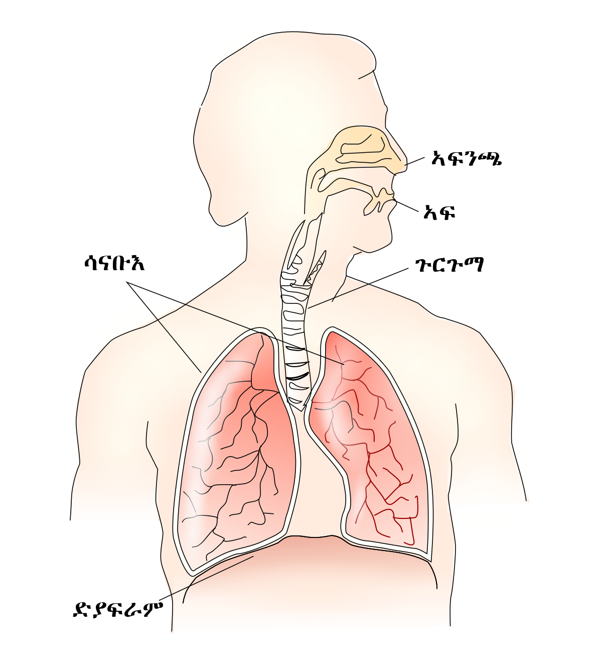 Respiratory journal. Дыхательная система человека. Диафрагмальное дыхание техника. Respiratory System HD. Lungs Respiratory System hands Doctor.