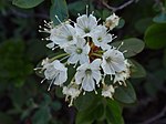 Rododendron columbianum.jpg