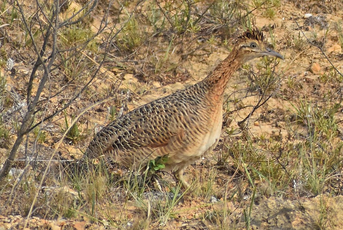 Huayco tinamou