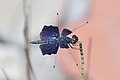 * Nomination Rhyothemis triangularis --Vengolis 03:13, 2 September 2018 (UTC) * Promotion Good quality. -- Johann Jaritz 03:32, 2 September 2018 (UTC)