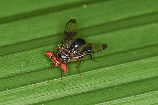<i>Richardia</i> (fly) Genus of flies